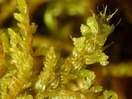 Attēlu rezultāti vaicājumam “Thuidium assimile”