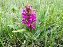 Attēlu rezultāti vaicājumam “Dactylorhiza majalis subsp. baltica bud”