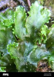 Attēlu rezultāti vaicājumam “Pellia endiviifolia”