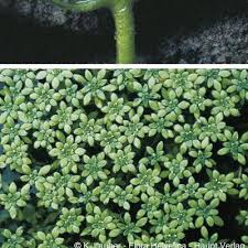 Attēlu rezultāti vaicājumam “Callitriche cophocarpa”