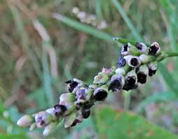 Attēlu rezultāti vaicājumam “Sphacelotheca hydropiperis”