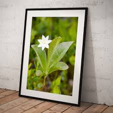 Attēlu rezultāti vaicājumam “Trientalis europaea leaf”