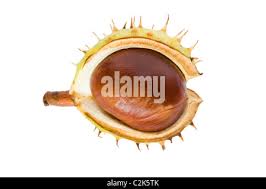 Attēlu rezultāti vaicājumam “Aesculus hippocastanum fruit”