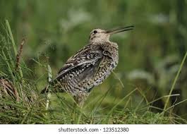 Image result for Gallinago media