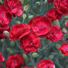 Image result for Dianthus