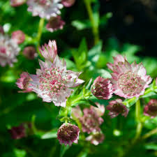Attēlu rezultāti vaicājumam “Astrantia major”