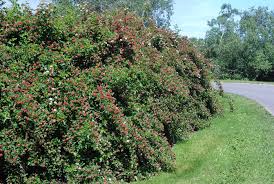 Attēlu rezultāti vaicājumam “Physocarpus opulifolius”