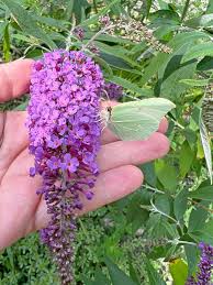 Image result for Buddleja davidii
