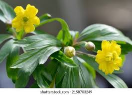 Attēlu rezultāti vaicājumam “Anemone ranunculoides bud”