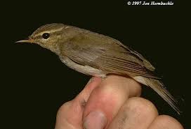 Image result for Phylloscopus borealis