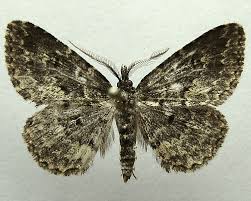 Attēlu rezultāti vaicājumam “Parascotia fuliginaria”