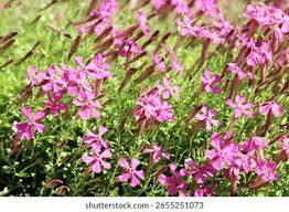 Image result for Silene schafta