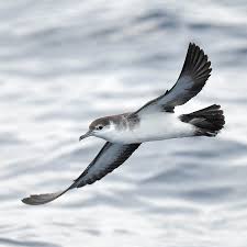 Image result for Puffinus puffinus