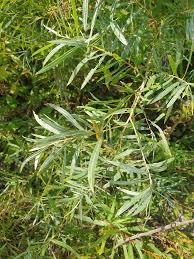 Attēlu rezultāti vaicājumam “Salix”