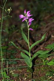 Attēlu rezultāti vaicājumam “Cephalanthera rubra leaf”