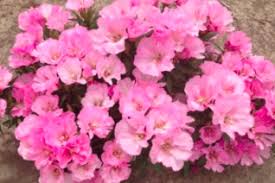 Attēlu rezultāti vaicājumam “Onagraceae”