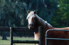 Image result for Bookham Riding School