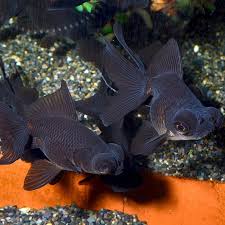 Image result for 出目金