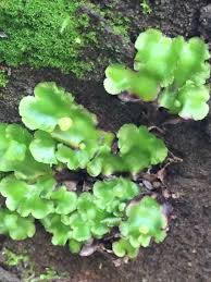 Attēlu rezultāti vaicājumam “Marchantiopsida”