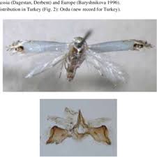 Attēlu rezultāti vaicājumam “Lyonetiidae”