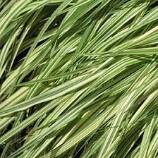 Attēlu rezultāti vaicājumam “Molinia caerulea leaf”