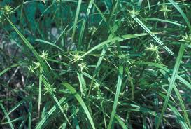 Attēlu rezultāti vaicājumam “Carex globularis flower”