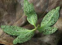 Attēlu rezultāti vaicājumam “Tranzschelia anemones”