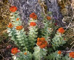 Attēlu rezultāti vaicājumam “Rhodiola rosea flower”