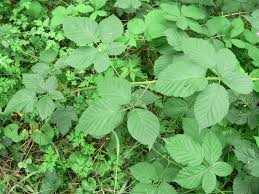 Attēlu rezultāti vaicājumam “Rubus plicatus leaf”