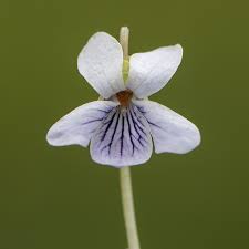 Attēlu rezultāti vaicājumam “Viola palustris”