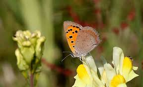 Attēlu rezultāti vaicājumam “Lycaena phlaeas underside”