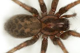 Attēlu rezultāti vaicājumam “Tegenaria sp.”