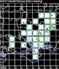 Attēlu rezultāti vaicājumam “Tetheella fluctuosa”
