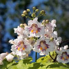 Attēlu rezultāti vaicājumam “Catalpa ovata flower”