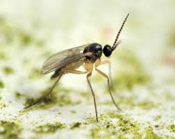 Attēlu rezultāti vaicājumam “Sciaridae”