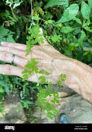 Image result for Adlumia cirrhosa