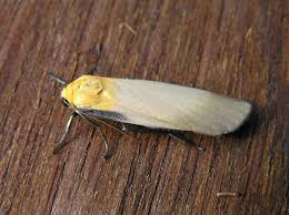 Attēlu rezultāti vaicājumam “Lithosia quadra male”