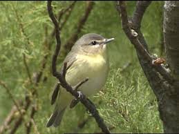 Image result for Vireo philadelphicus