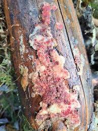 Attēlu rezultāti vaicājumam “Hyphodiscus hymeniophilus”