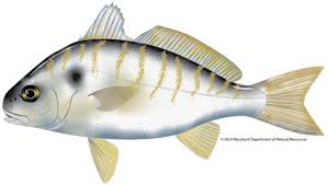 Image result for Leiostomus xanthurus