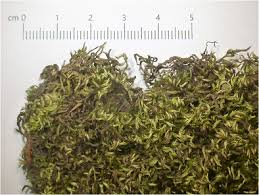 Attēlu rezultāti vaicājumam “Brachythecium rutabulum sporophyte”