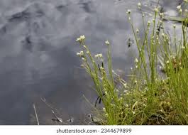 Attēlu rezultāti vaicājumam “Rhynchospora alba flower”