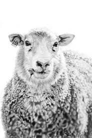 Attēlu rezultāti vaicājumam “Ovis aries”