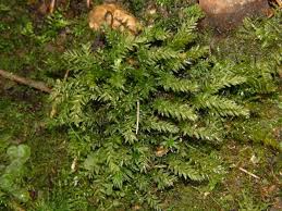 Attēlu rezultāti vaicājumam “Mnium hornum”