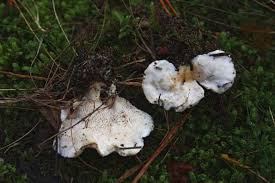 Attēlu rezultāti vaicājumam “Sistotrema confluens”