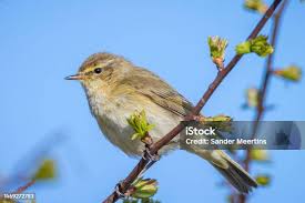 Attēlu rezultāti vaicājumam “Phylloscopus collybita”