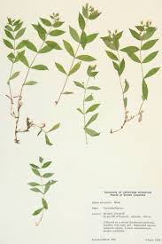 Attēlu rezultāti vaicājumam “Caryophyllaceae”