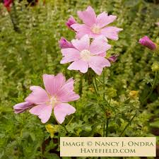 Image result for Malva moschata