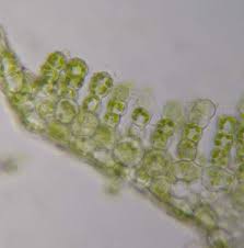 Attēlu rezultāti vaicājumam “Pogonatum dentatum macro”