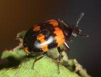 Attēlu rezultāti vaicājumam “Diaperis boleti nest”